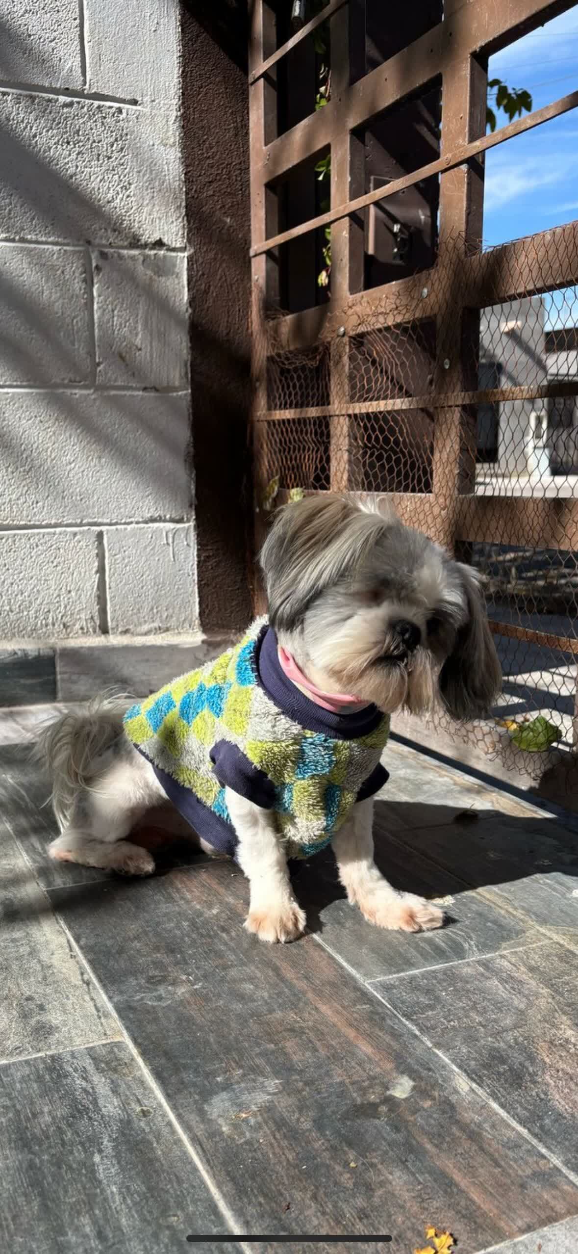 Transformación Anime de perrito - Original